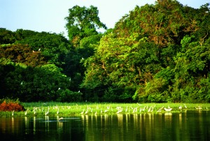 Reserva de Mamirauá Reserva de Mamirauá