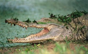 Caiman © Botschaft von Venezuela in Deutschland Caiman © Botschaft von Venezuela in Deutschland