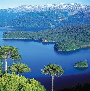 Araukarien im Nationalpark Conguillío