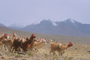 Lamas in Cotahuasi Canyon Lamas in Cotahuasi Canyon
