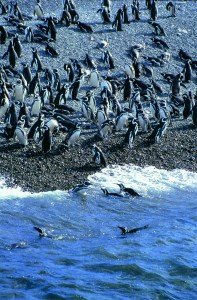 Pinguinenkolonie, Punta Tombo Pinguinenkolonie, Punta Tombo