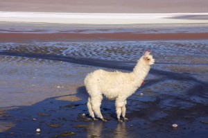 Alpaca © atacama spirit chile travel