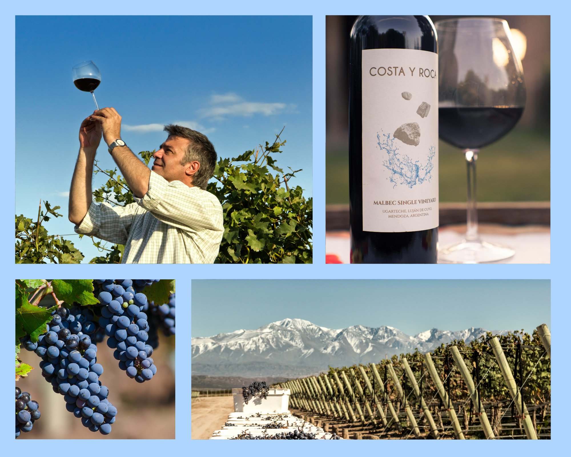Reife Malbec-Trauben und ein Glas Rotwein aus Mendoza
