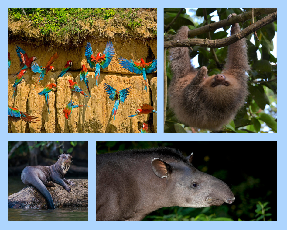 Tierwelt im Manú-Nationalpark: Aras an der Lehmwänden, Faultier, Riesenotter und Flachlandtapir