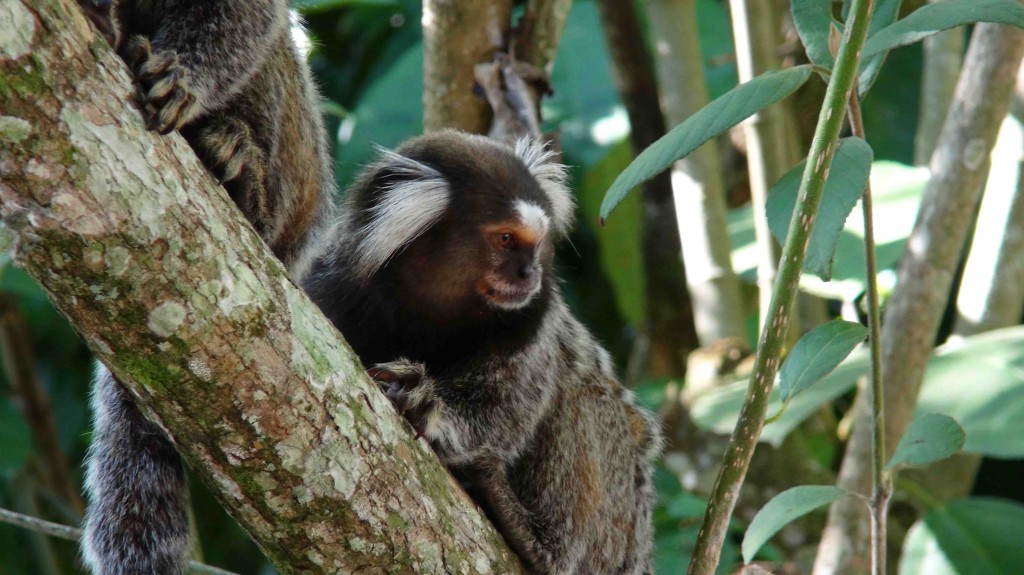 Affe im Botanischen Garten