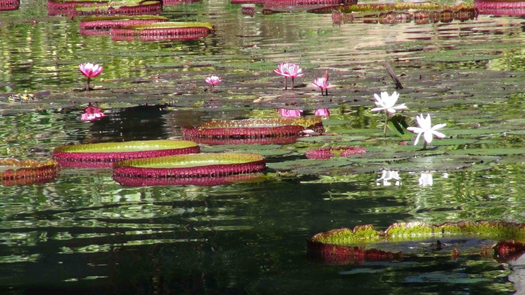 Seerosen im Botanischen Garten