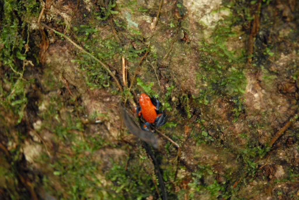 roter Frosch roter Frosch