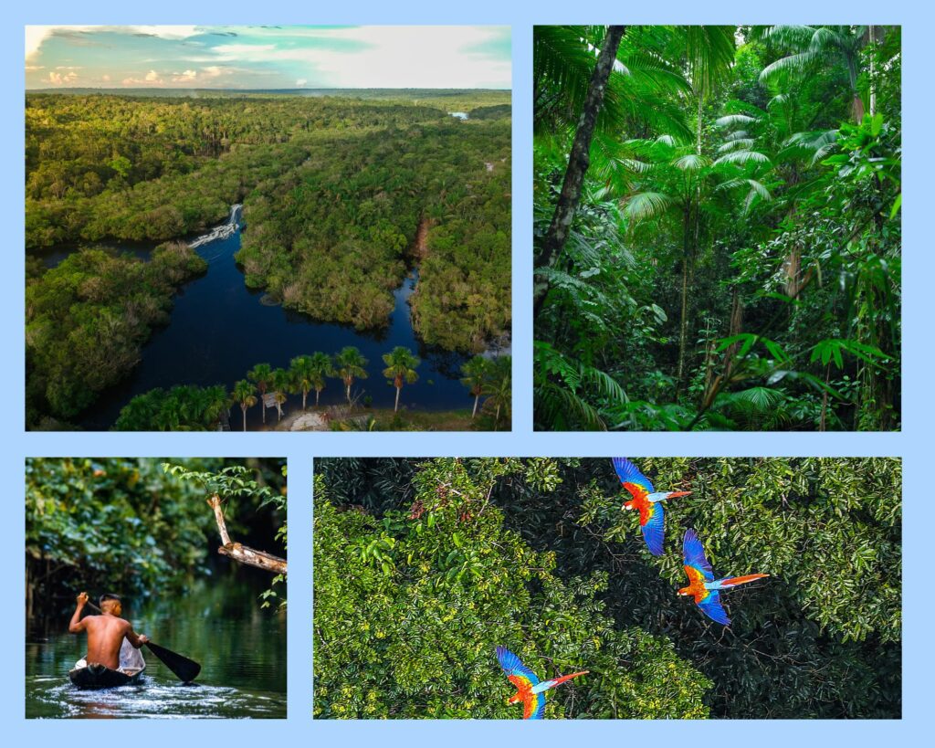 Lebensraum Amazonas-Regenwald