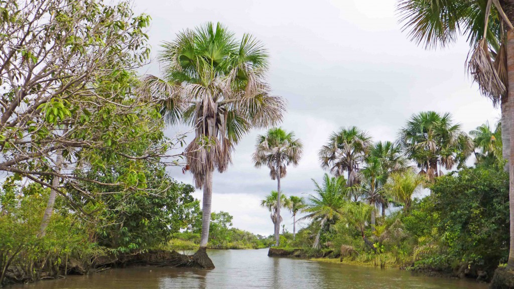 Palmen am Rio Preguiças