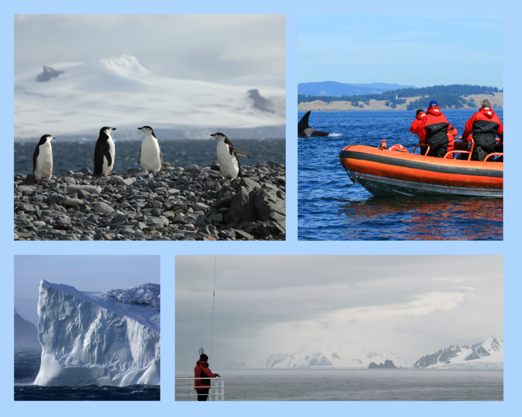 Beobachten kann man verschiedene Pinguinkolonien auf den einzelnen Inseln, hier zu sehen 4 Pinguine auf einer der kleineren Inseln, ein Ausflug mit dem Zodiac-Boot zur Orca und Wal-Beobachtung. Auch Fotografen werden hier staunen, das ständig ändernde Licht lässt das Wasser und die Gletscer in allen Farben scheinen.