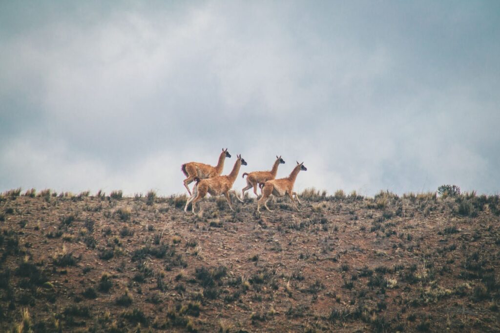 Alpakas in Jujuy (© visitargentina)