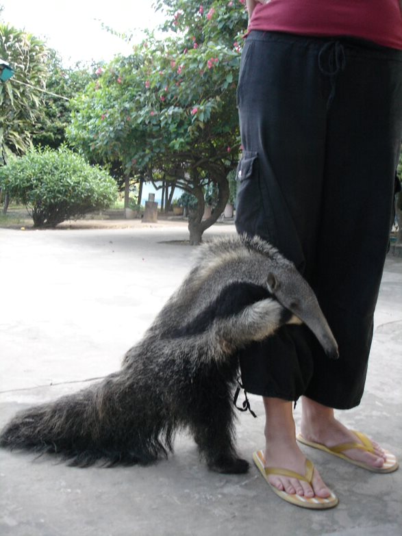 Ameisenbär