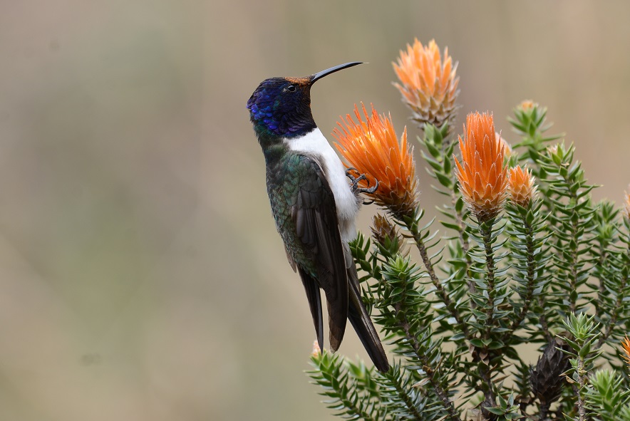 Tierwelt Anden