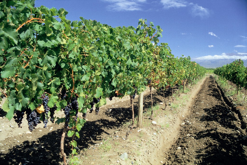 Mendoza - Weinbau (© Staatssekretariat für Tourismus der Republik Argentinien)