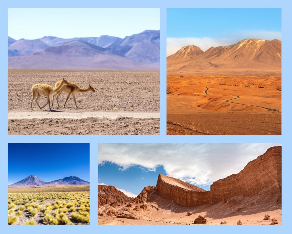 Atacama Wüste Chile – Hochlandlandschaft mit Vikunjas, trockenen Ebenen, Felsformationen und typischen Wüstengebirgen im Norden Chiles.