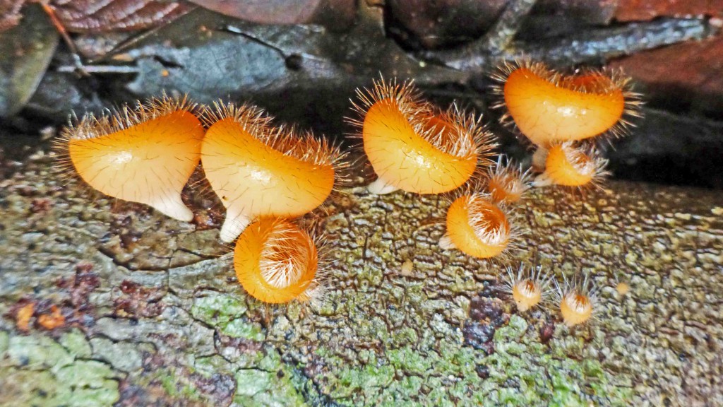Baumpilze