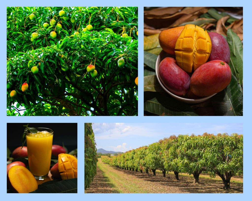 Belém Brasilien – Collage mit Mangobäumen, reifen Mangofrüchten, Mangosaft und Mangoanbauplantage