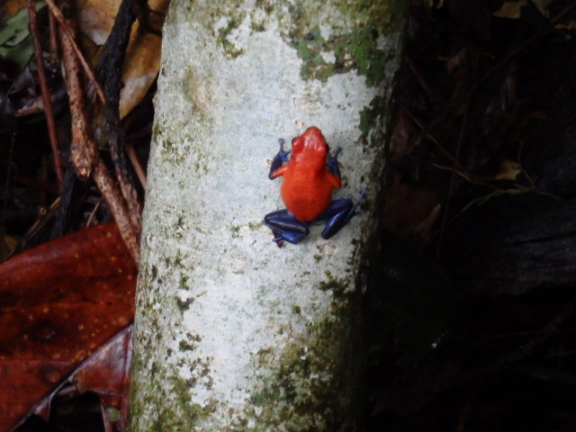 Blue Jeans Frosch
