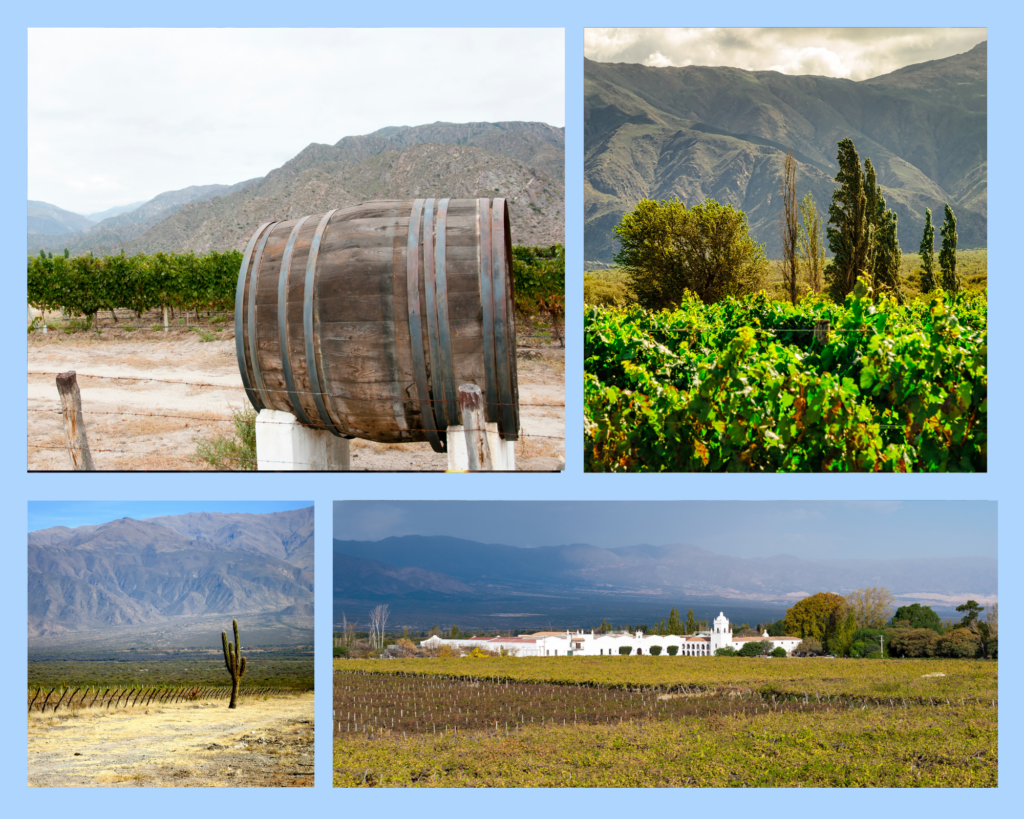 Weinbau in der Region Cafayate: Weinberge, traditionelle Weinfässer und Weingüter vor der Kulisse der Anden