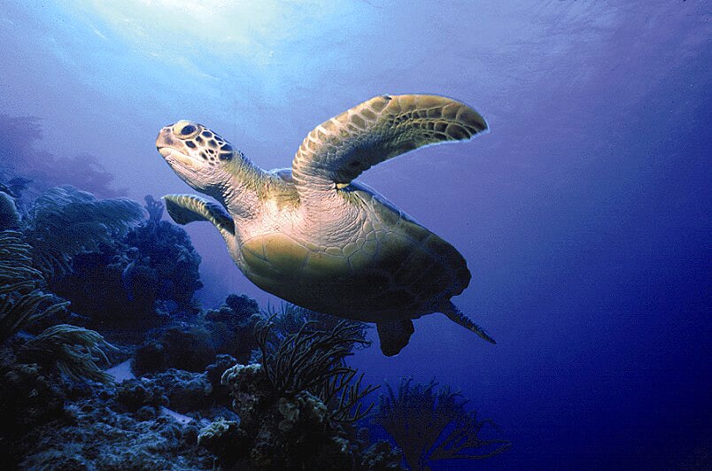 Schildkröte (© Tourism Corporation Bonaire)