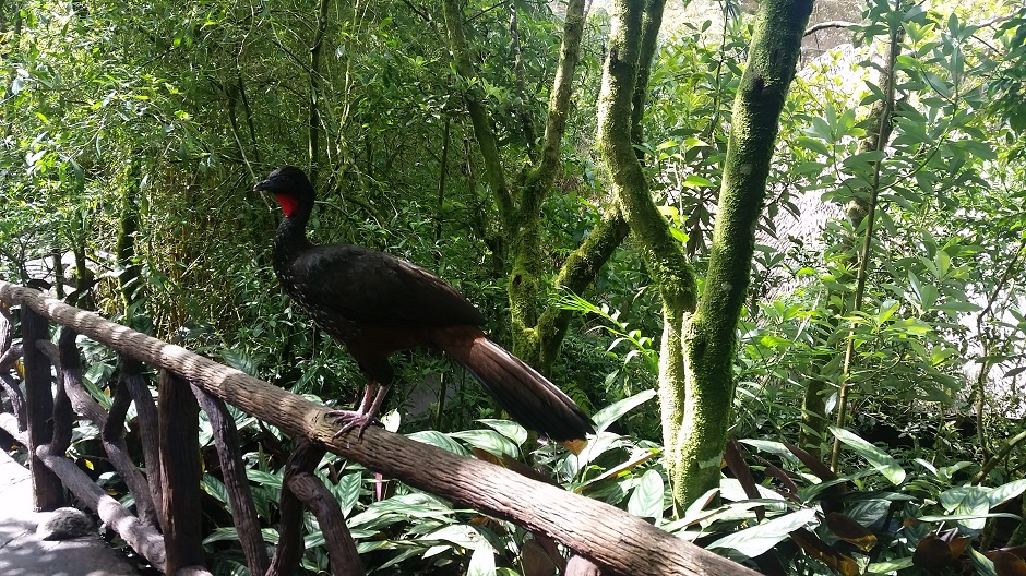 Costa Rica Vogel