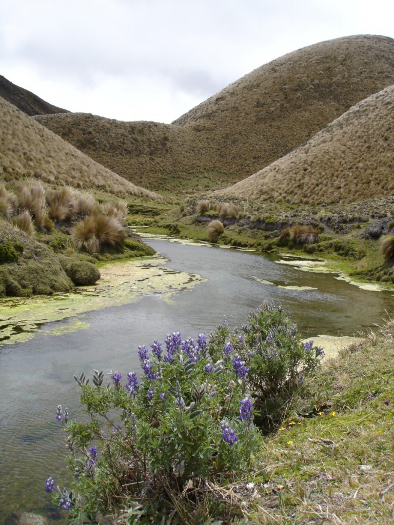 Im Cotopaxi Nationalpark