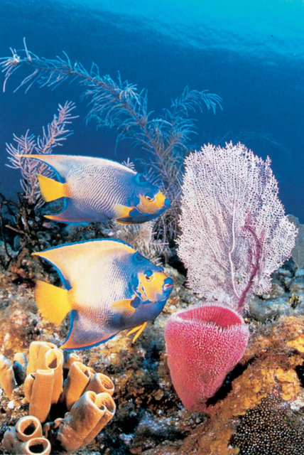 Unterwasserwelt von Curaçao (© Curacao Tourist Board)