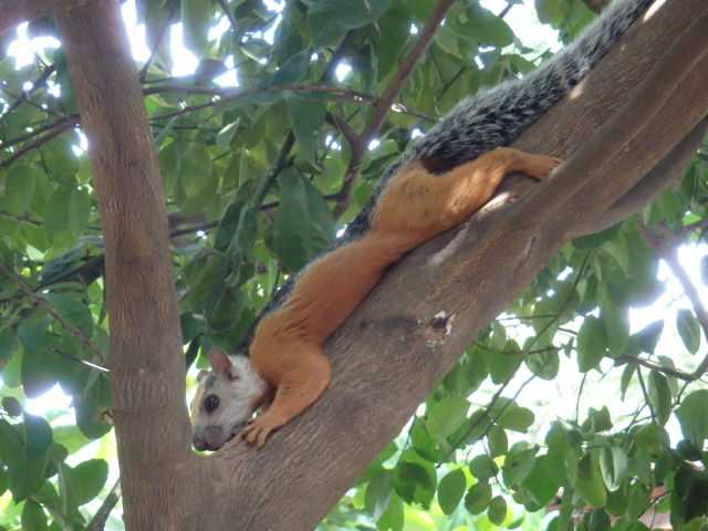 Eichhoernchen im Baum