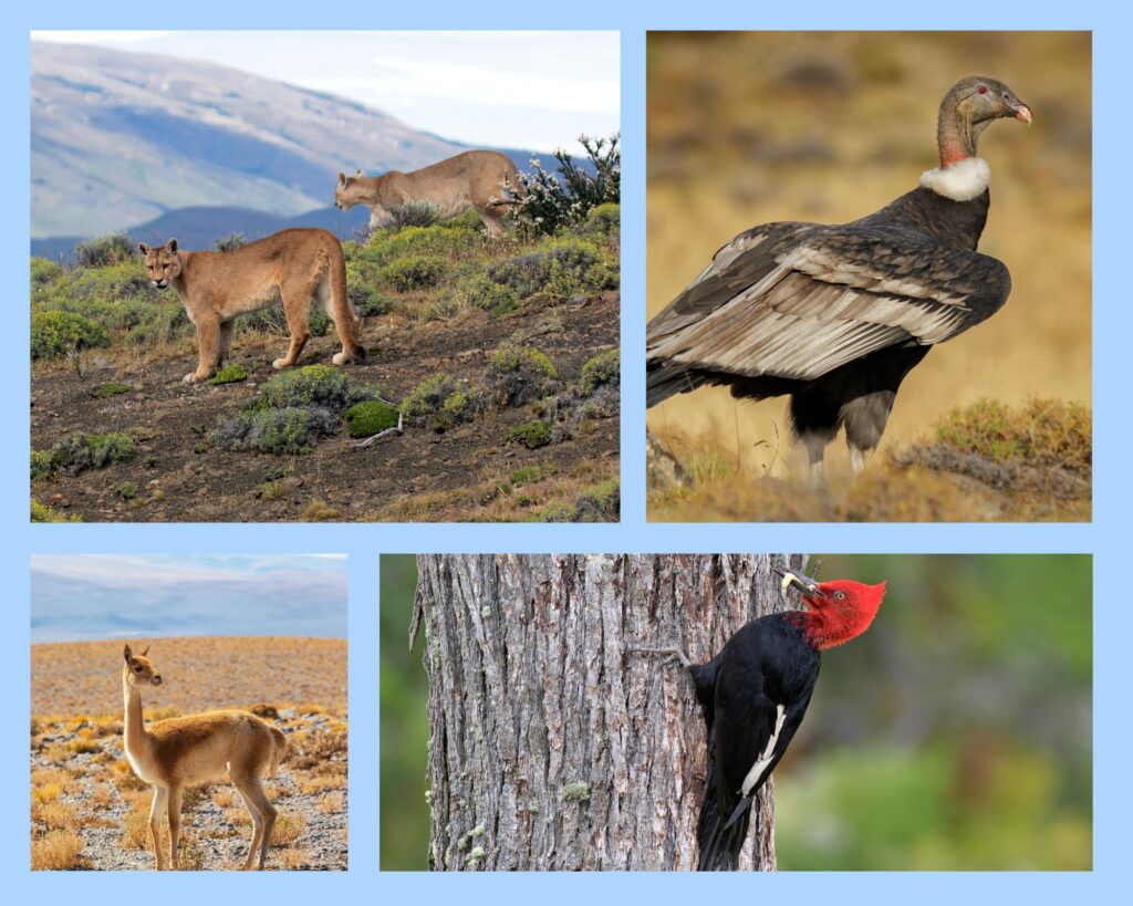Puma, Andenkondor, Guanako und Magellanspecht