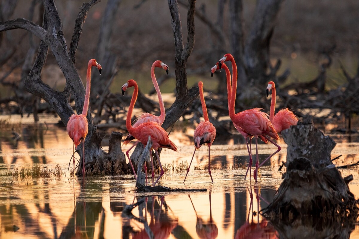 Flamingos in Telchac