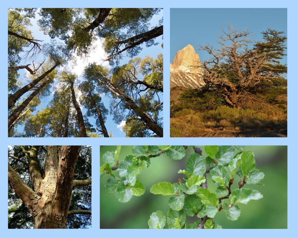 Verschiedene Südbuchen-Arten