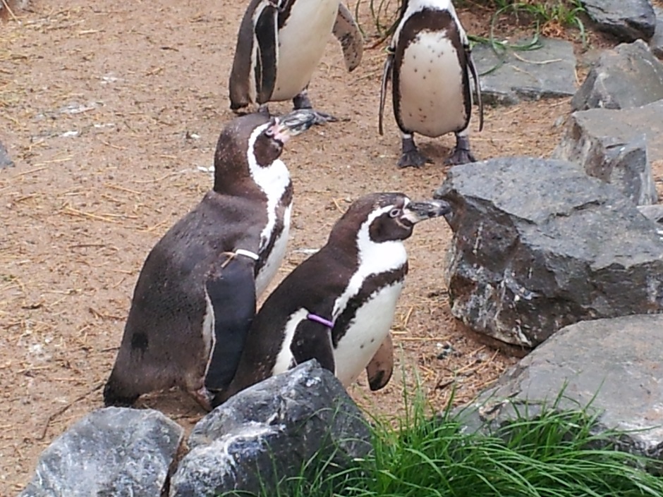 Galapagos-Pinguine