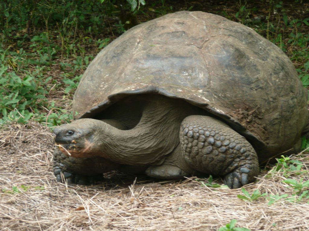 Galapagos Rieseschildkröte