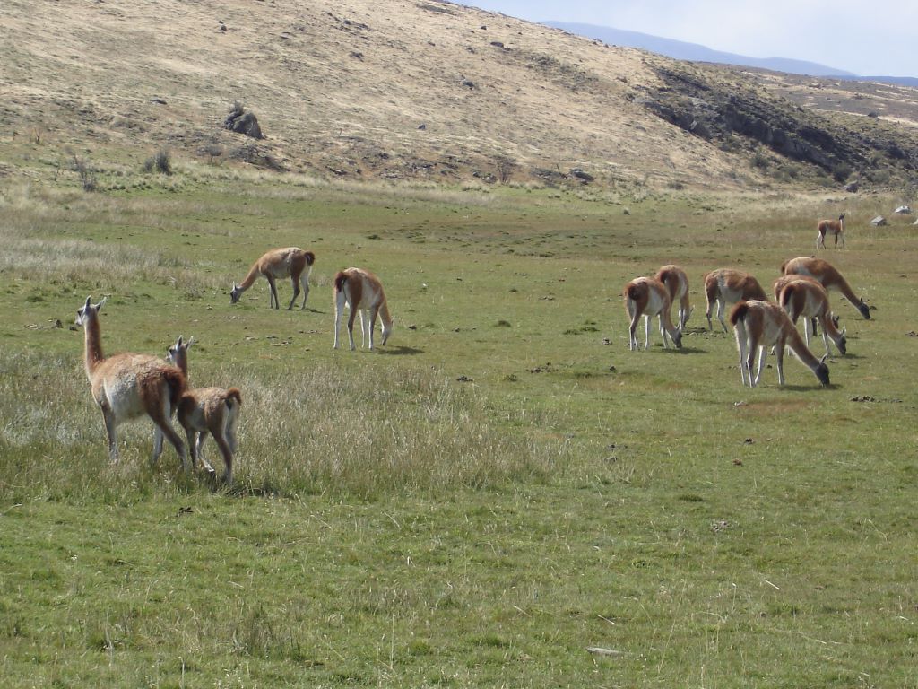 Guanakos stehen in der Pampa