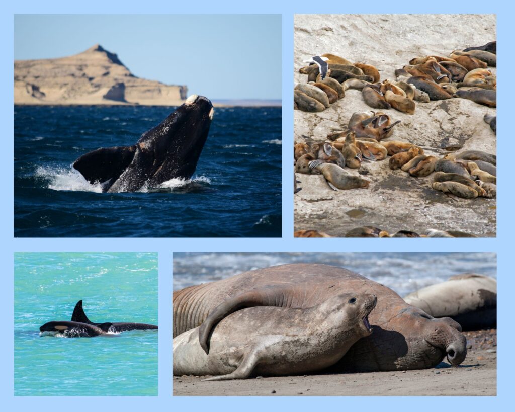 Collage: Südkaper vor der Halbinsel Valdés, Seelöwenkolonie, Orcas vor der Küste und Seeelefanten