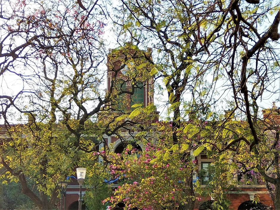 Bäume auf dem Plaza Libertad in Santiago del Estero