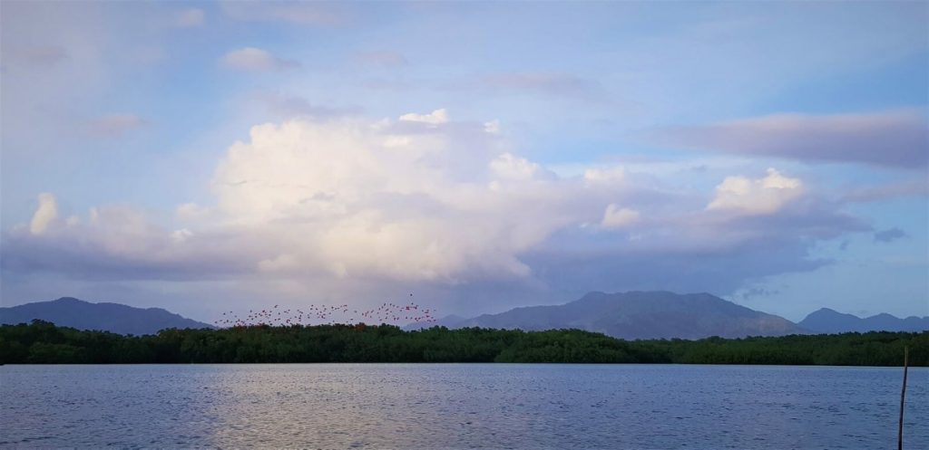 Ibis Schwarm in den Caroni Swamps