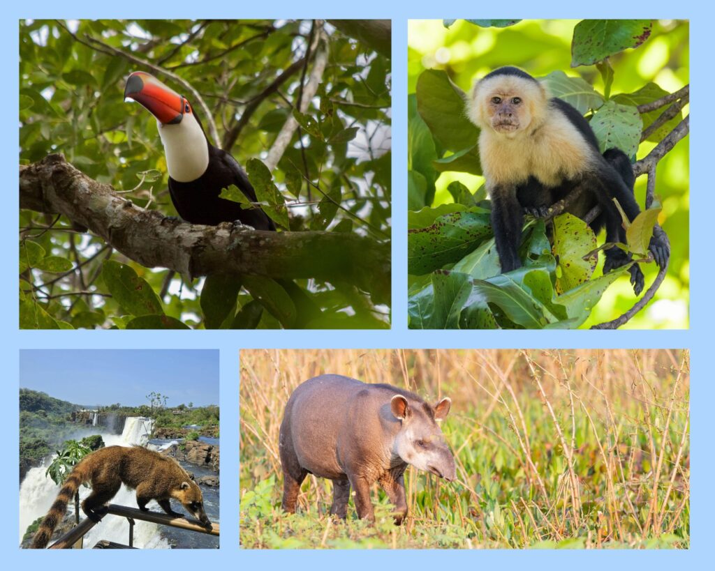 Verschiedene Tiere im Iguazù Nationalpark: Riesentukan, Kapuzineraffe, Nasenbär und Flachlandtapir