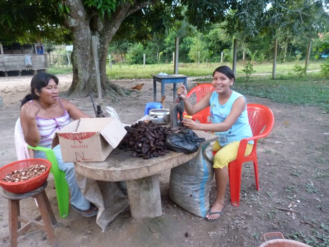 Indianer bei der Paranussbearbeitung