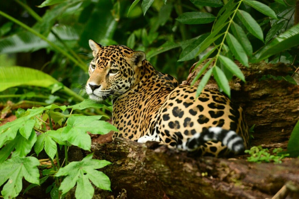 Jaguar (Image courtesy of the Belize Tourism Board)