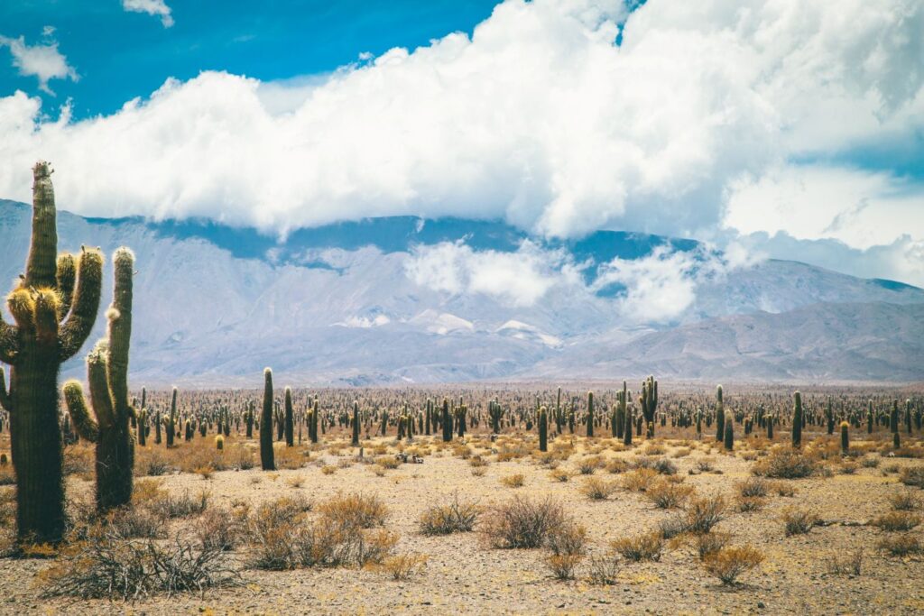Kakteen bestimmen neben den Bergen die Landschaften (© visitargentina)