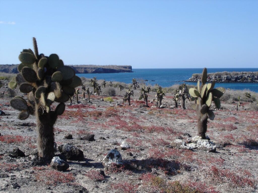 Kakteen am Strand auf Plazas