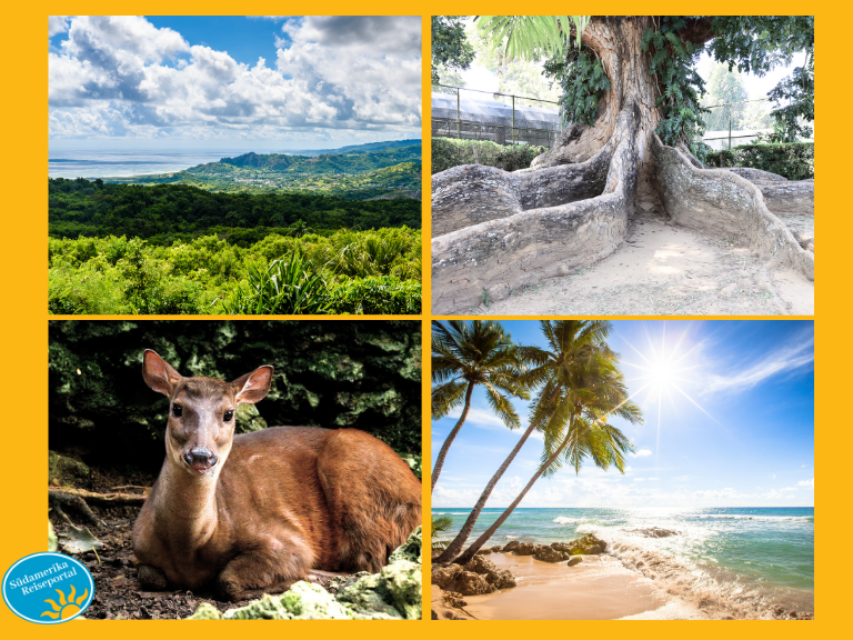 Die Natur auf Barbados