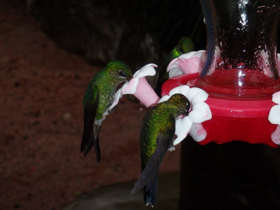 Kolibris in Wiederauffangstation