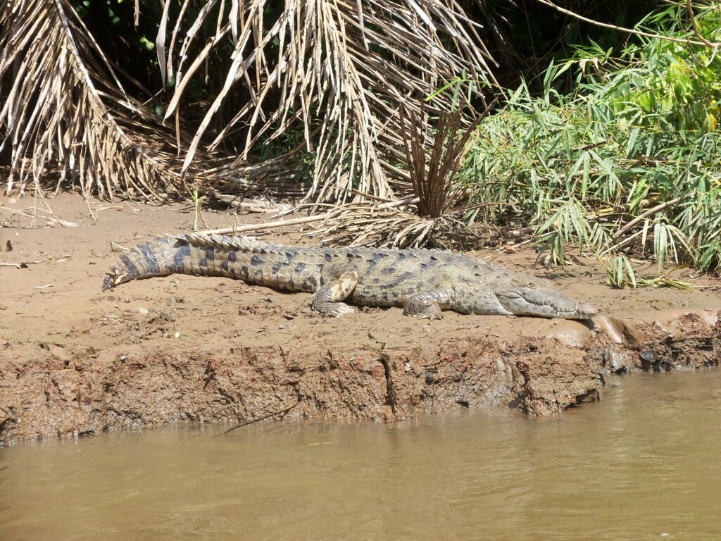 Krokodil am Ufer