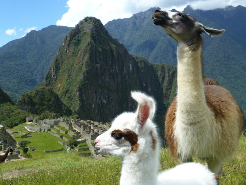 Lamababy mit Mutter vor Machu Picchu
