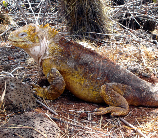 Leguan (Eva)