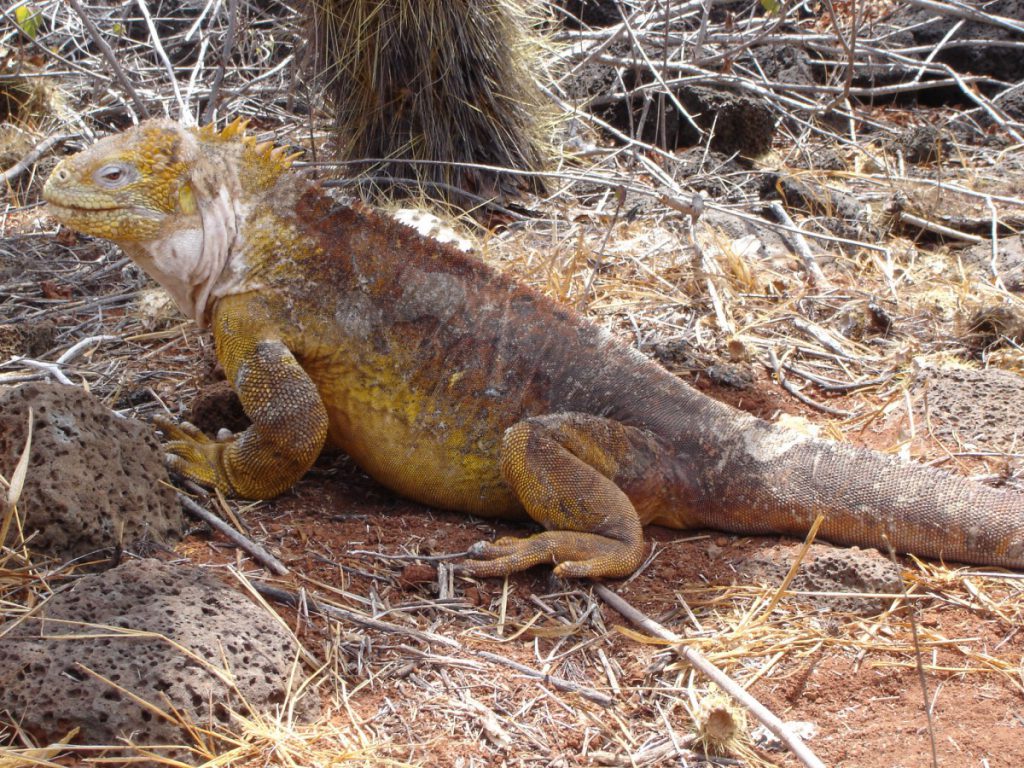 Drusenkopf Leguan