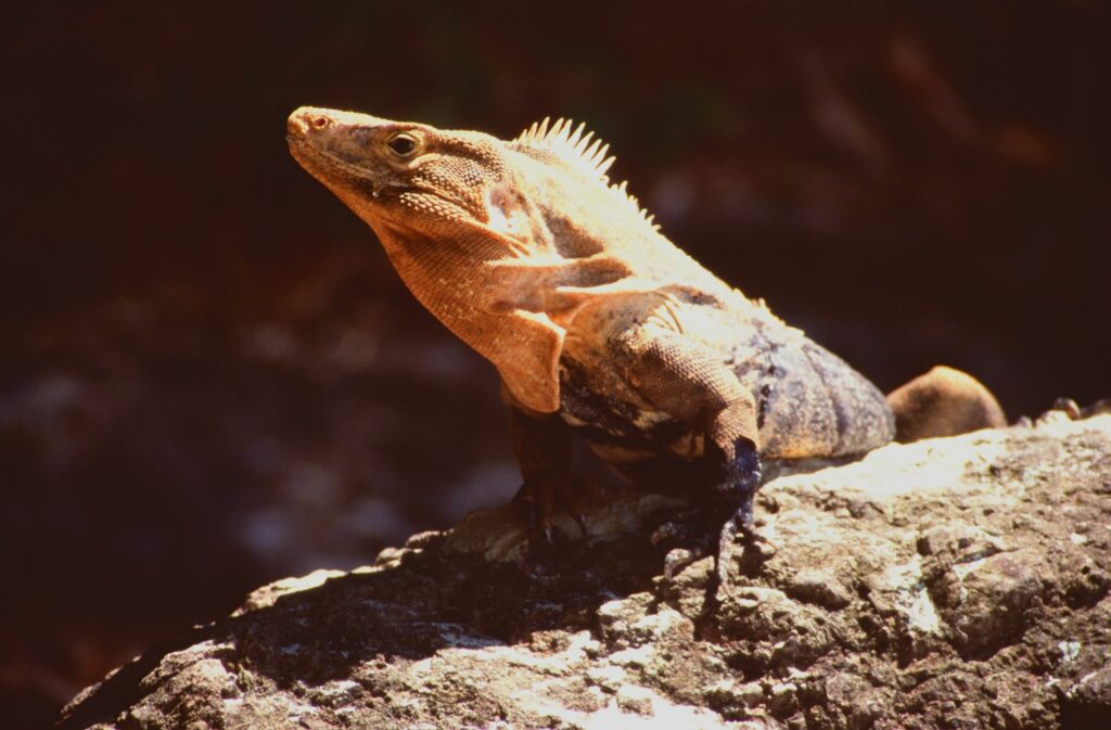 Leguan am Strand