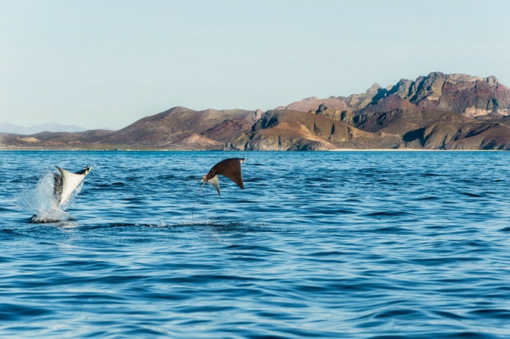 Mantarochen